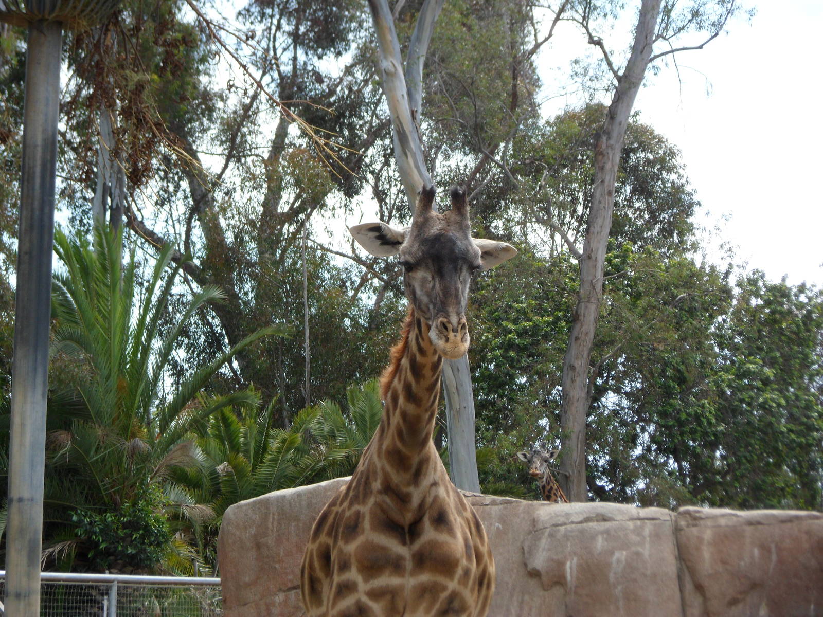 Masai Giraffe