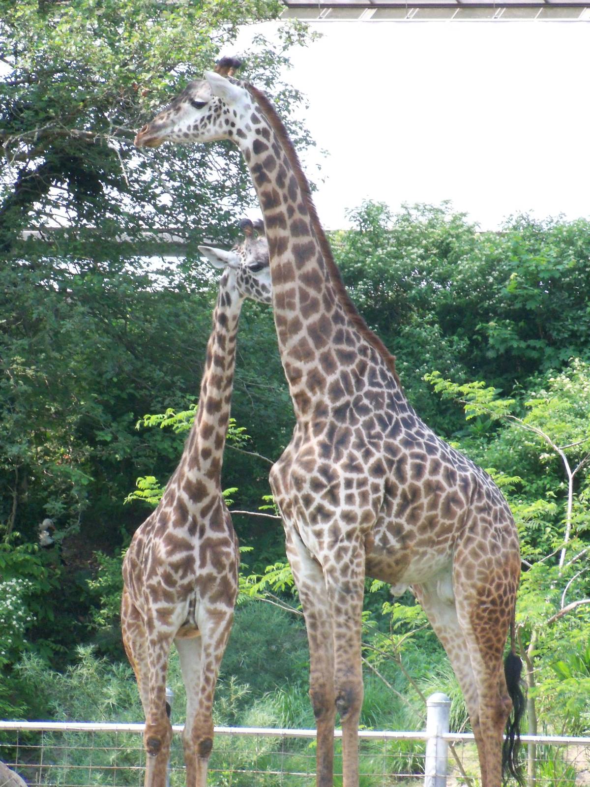 Masai Giraffe