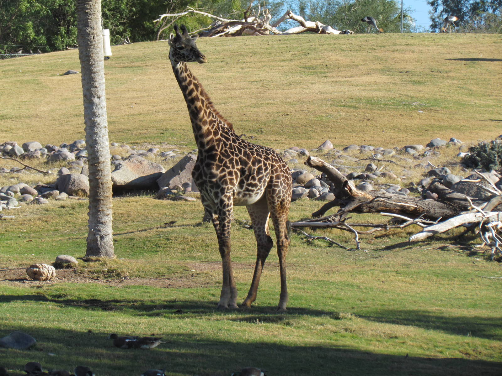Masai Giraffe