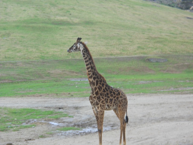 Masai giraffe