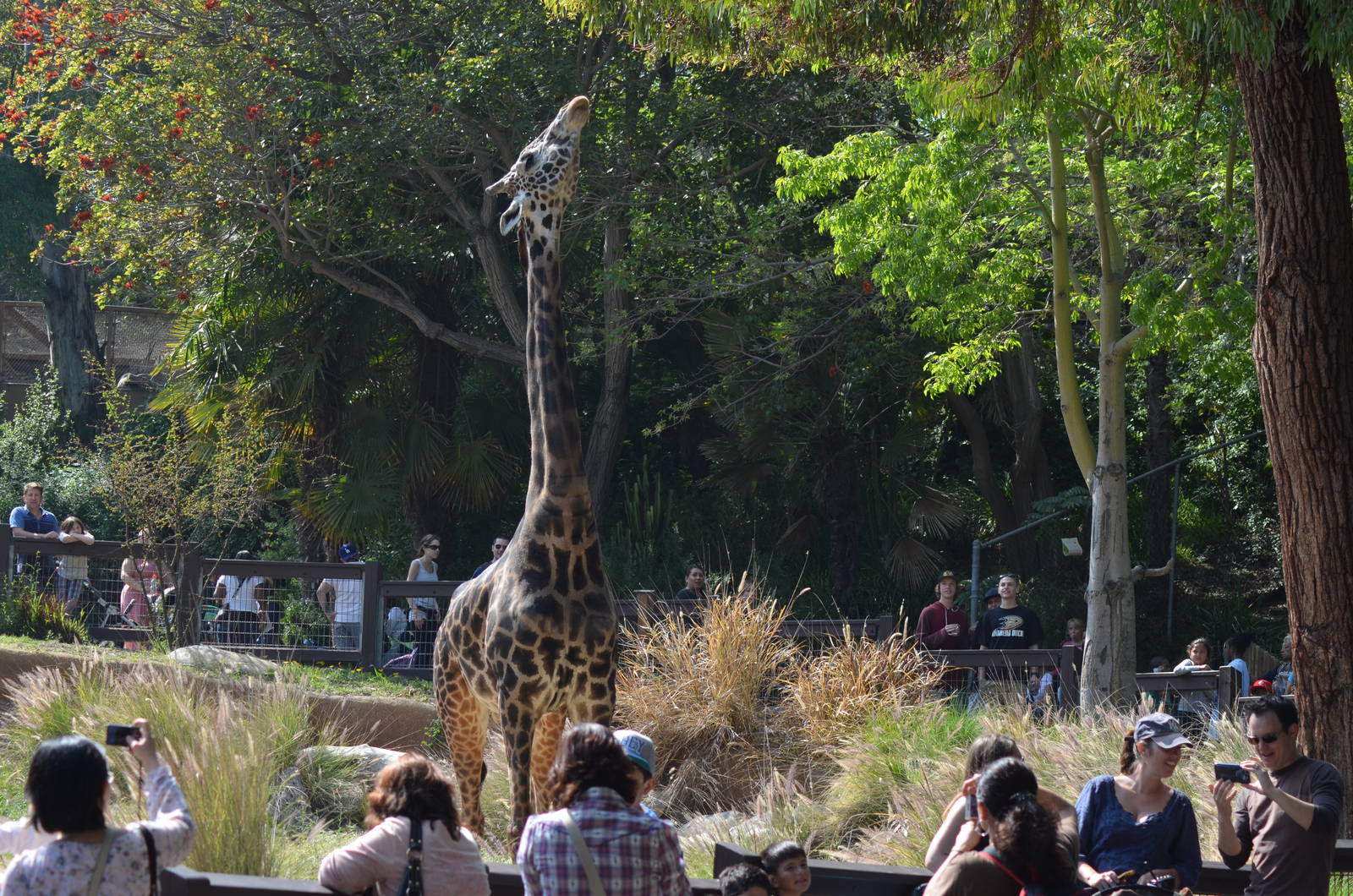 Masai Giraffe