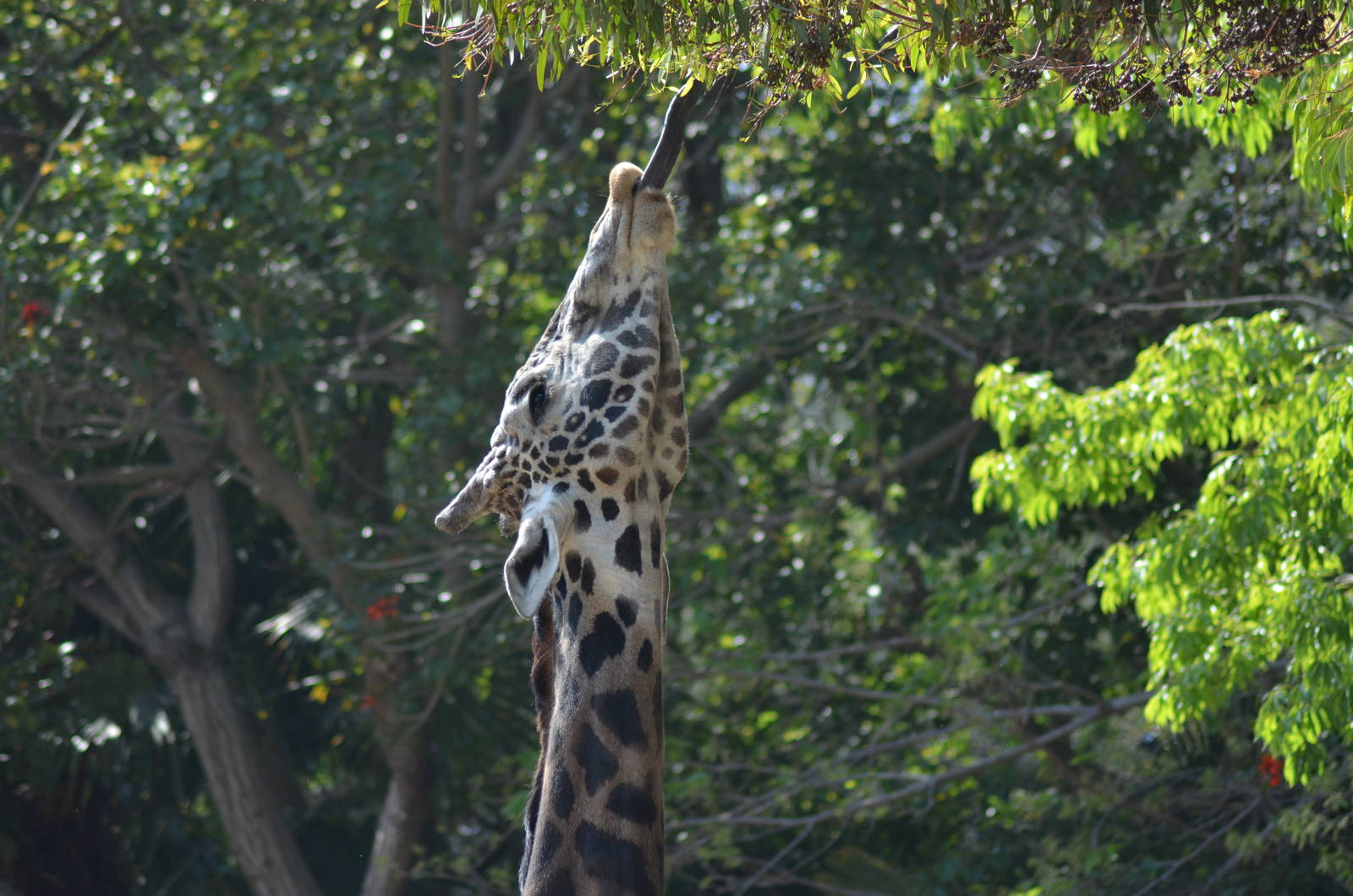 Masai Giraffe