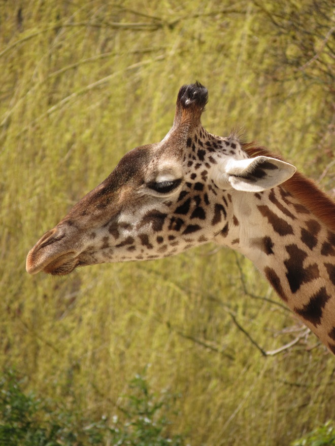 Masai giraffe