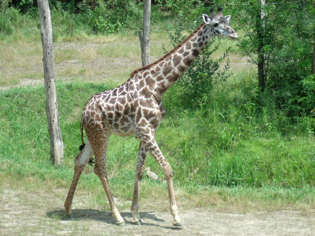 Masai Giraffe