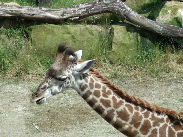 Masai Giraffe