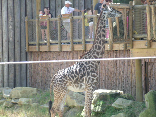 Masai Giraffe
