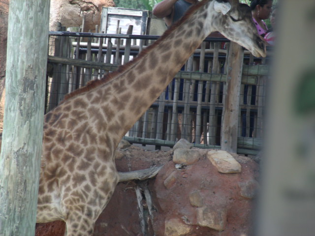 Masai Giraffe