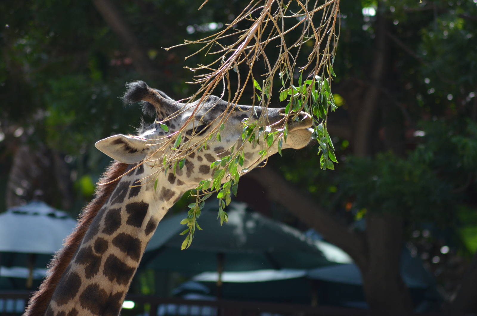 Masai Giraffe