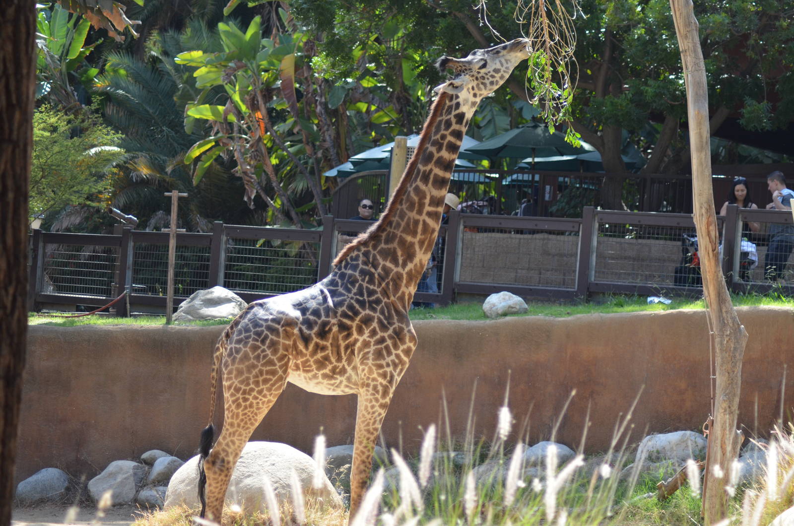 Masai Giraffe