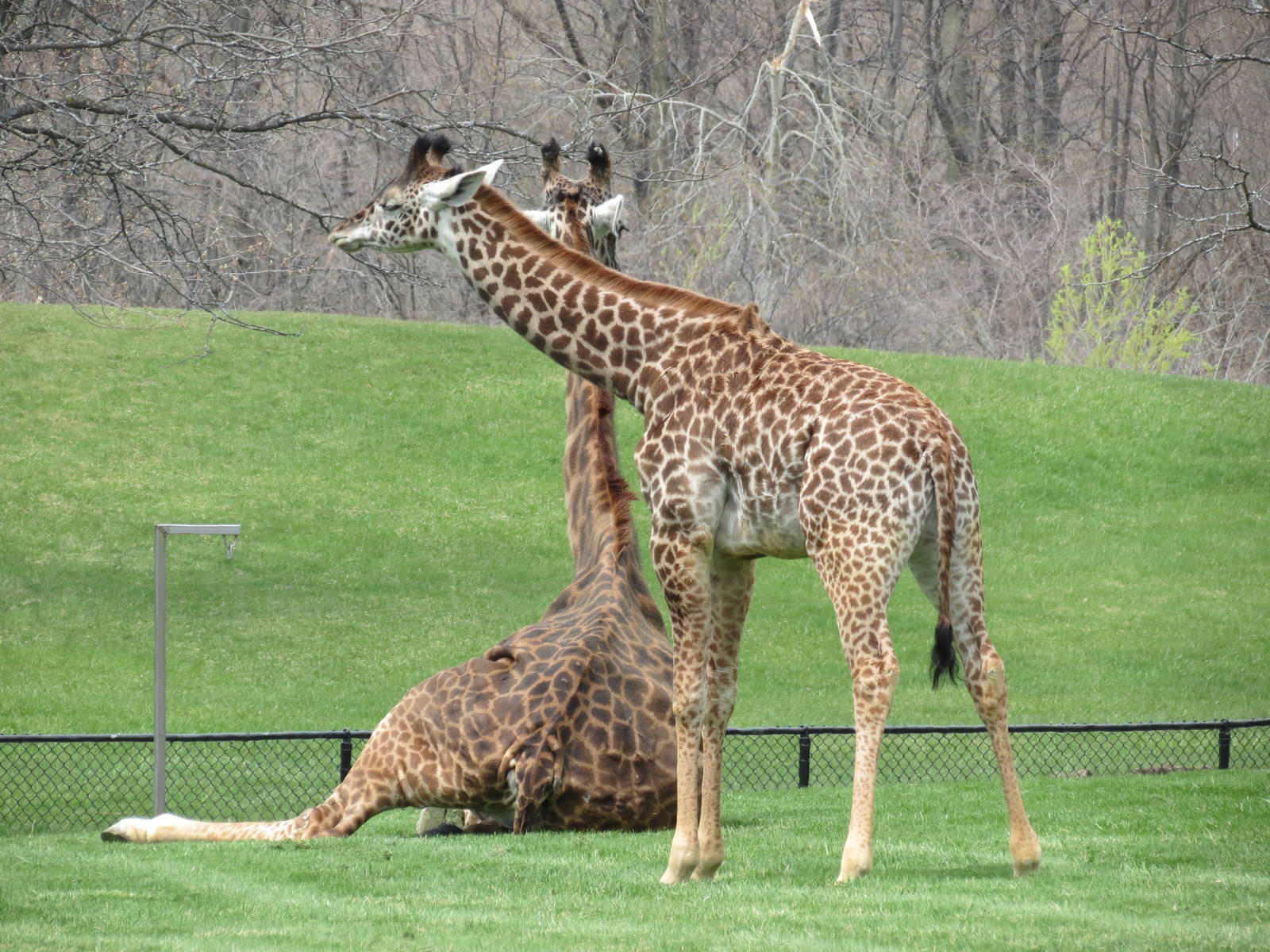 Masai Giraffe