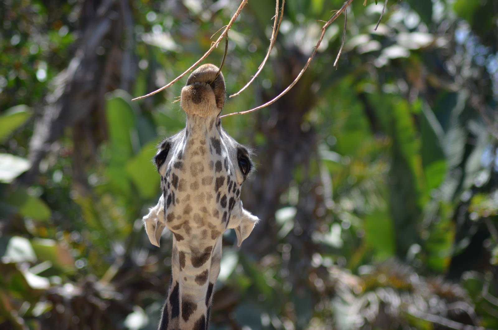 Masai Giraffe