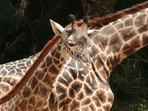 Masai Giraffe