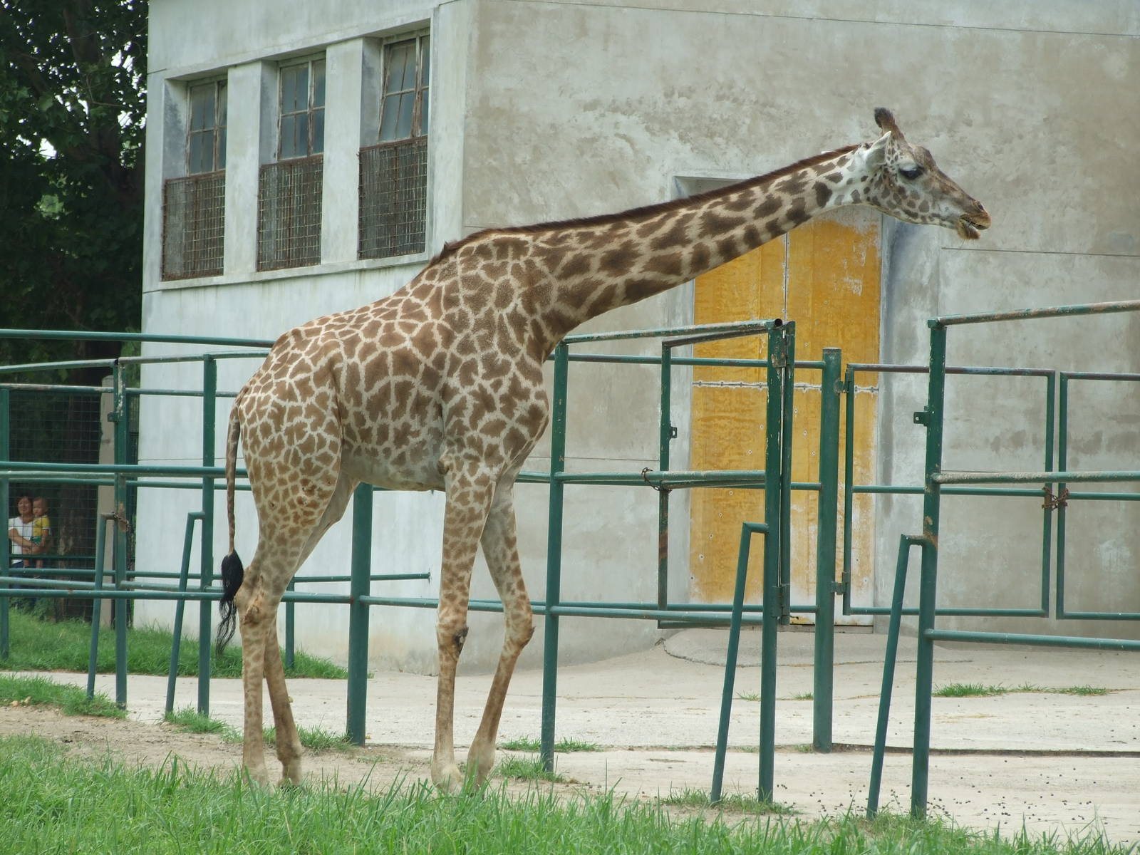 Masai giraffe