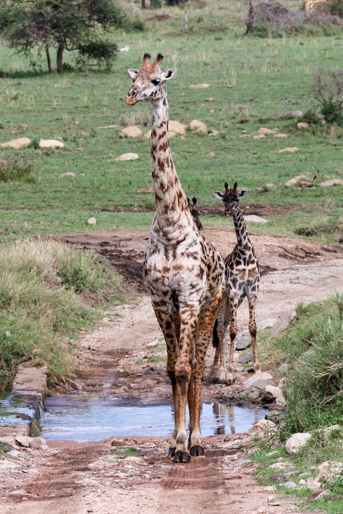 Masai Giraffe
