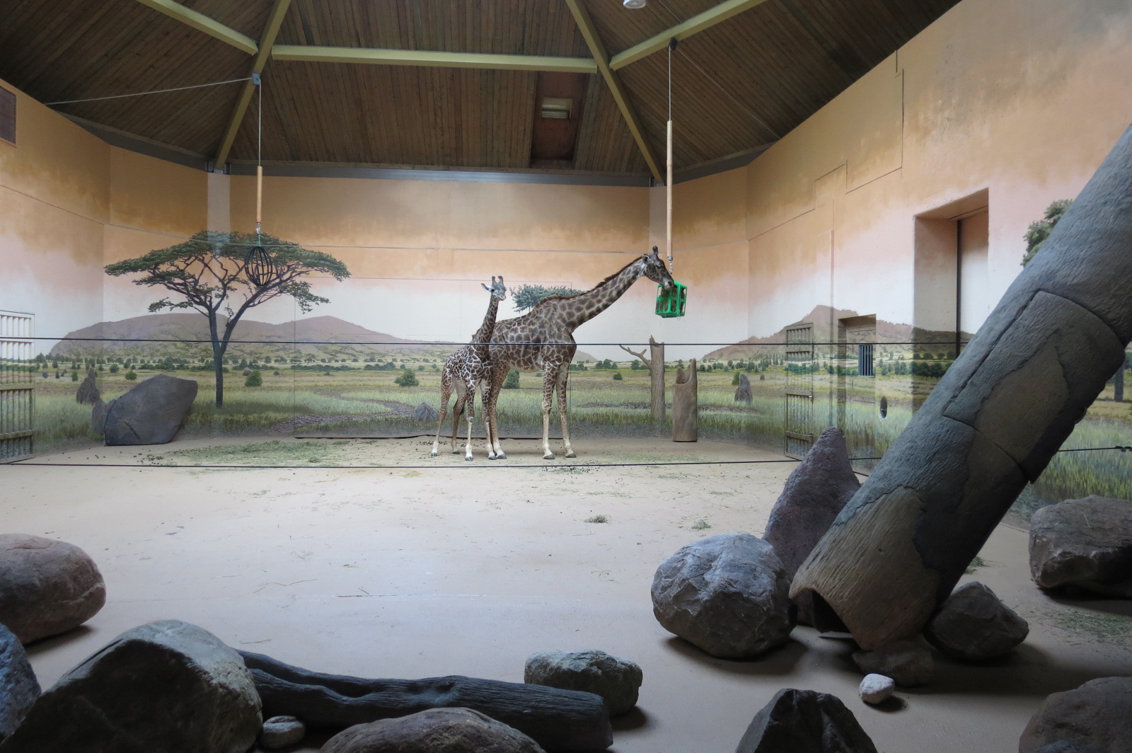 Masai Giraffe