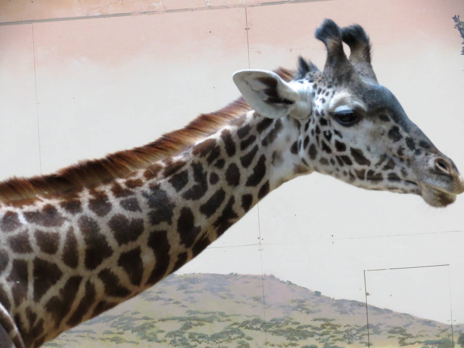 Masai Giraffe