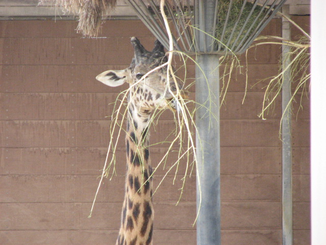 Masai Giraffe
