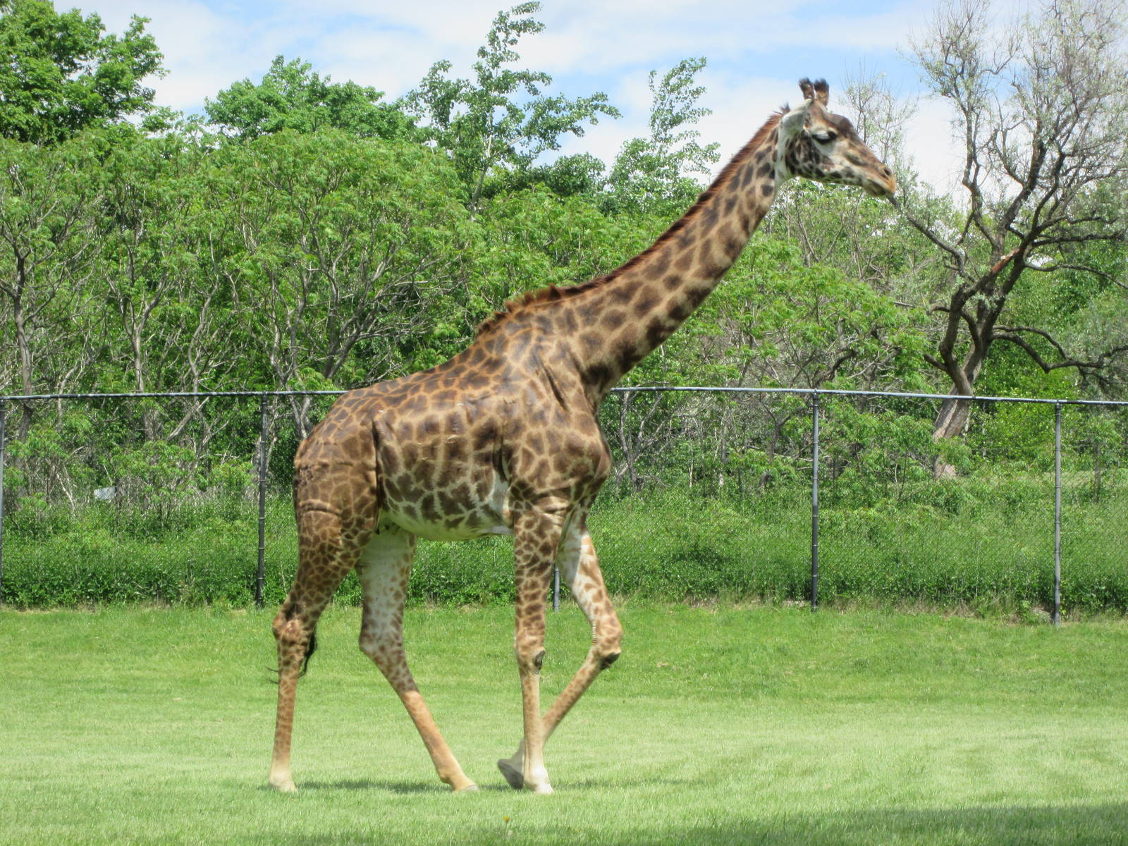 Masai Giraffe