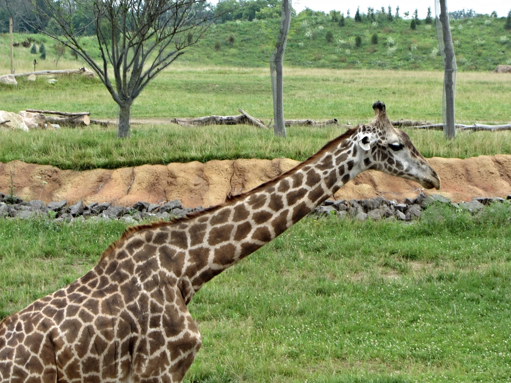 Masai Giraffe