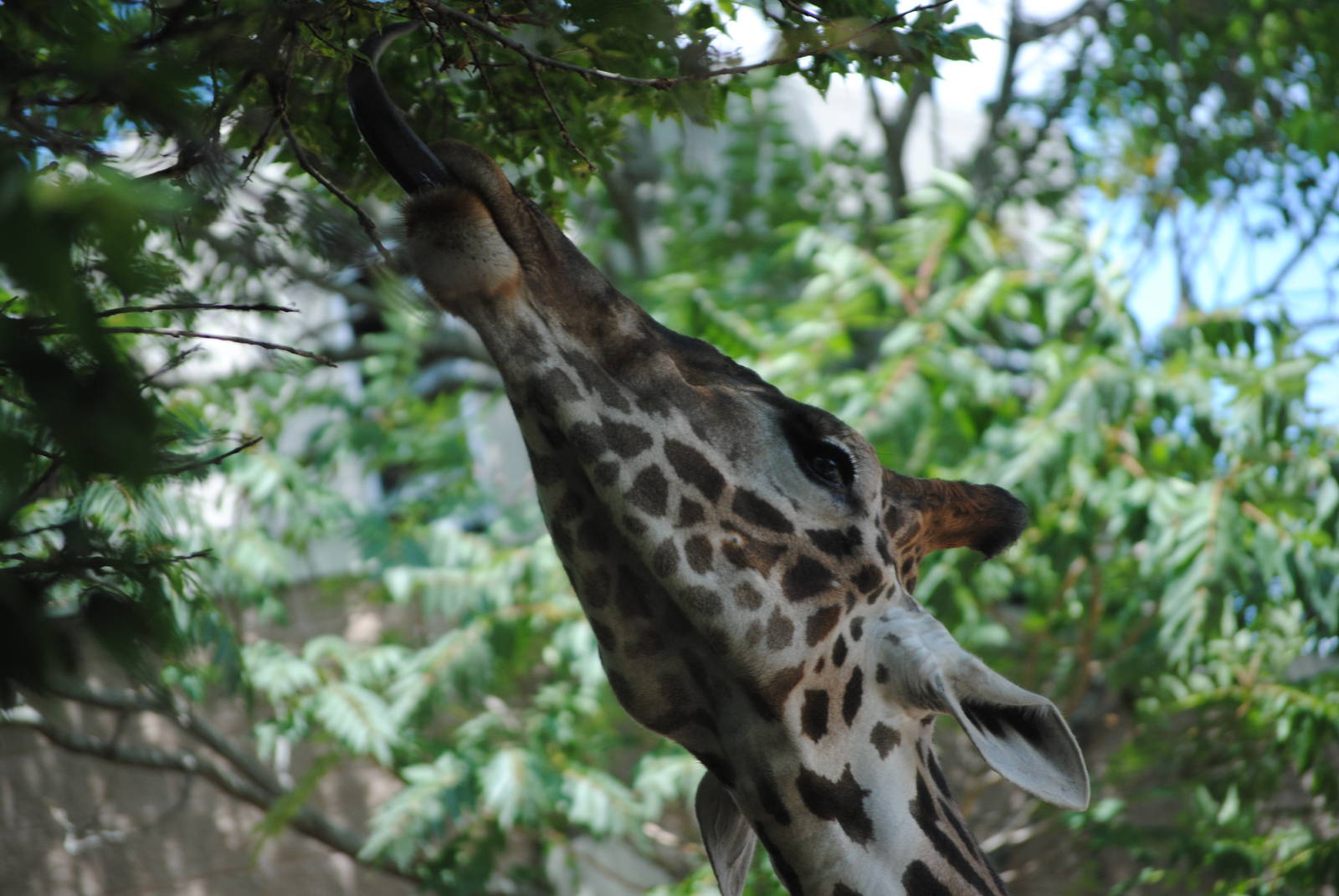 Masai Giraffe