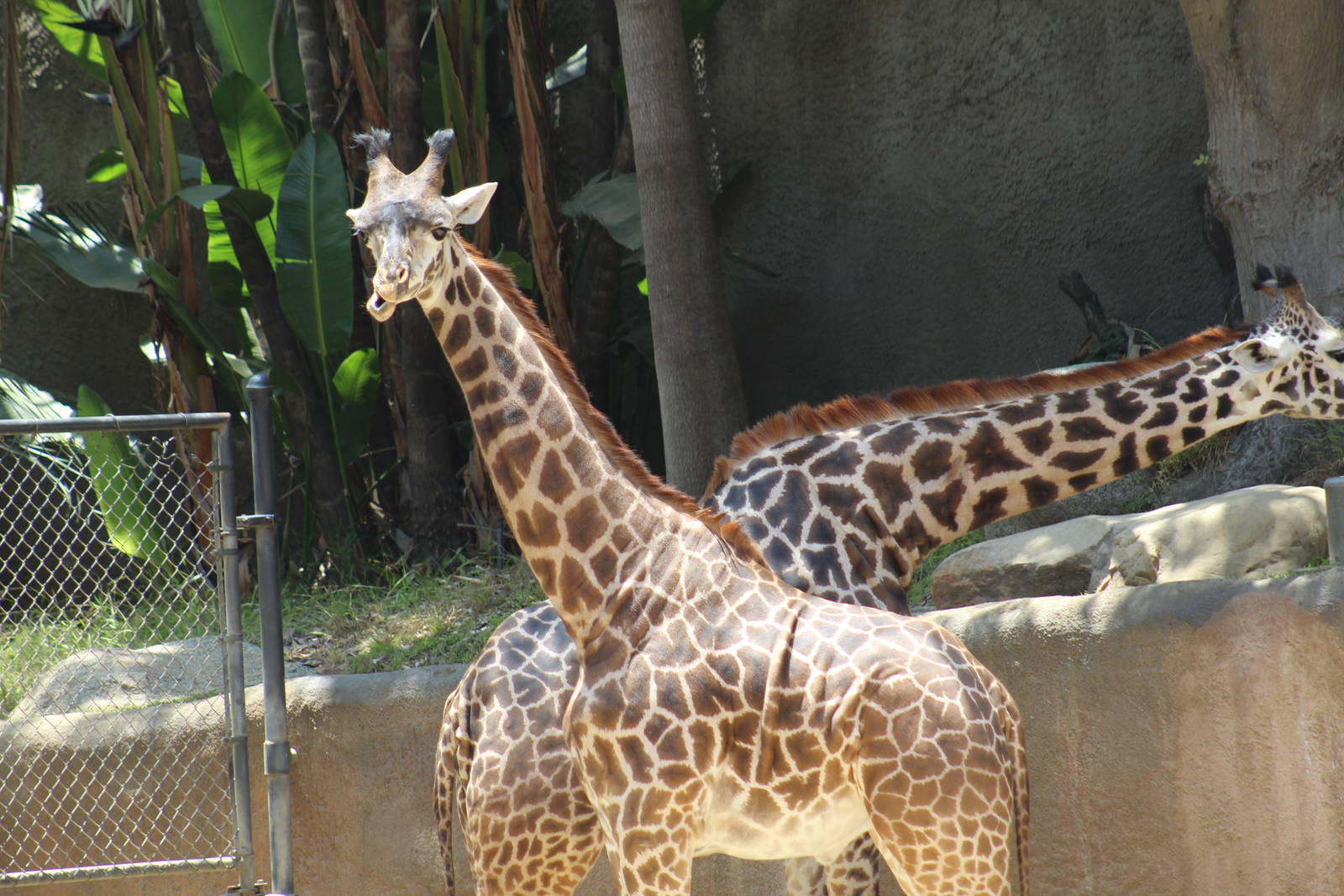 Masai Giraffe