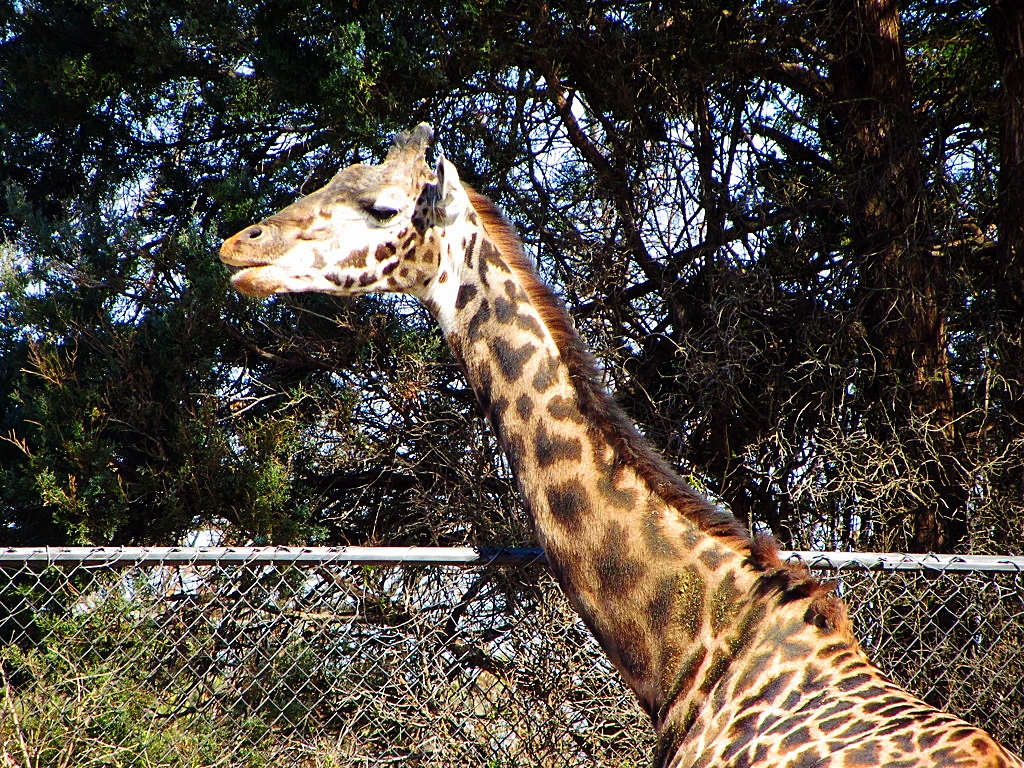 Masai Giraffe