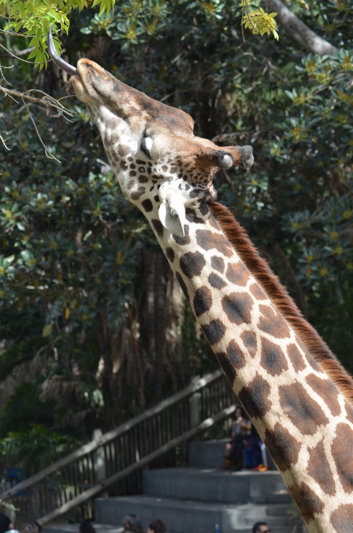 Masai Giraffe