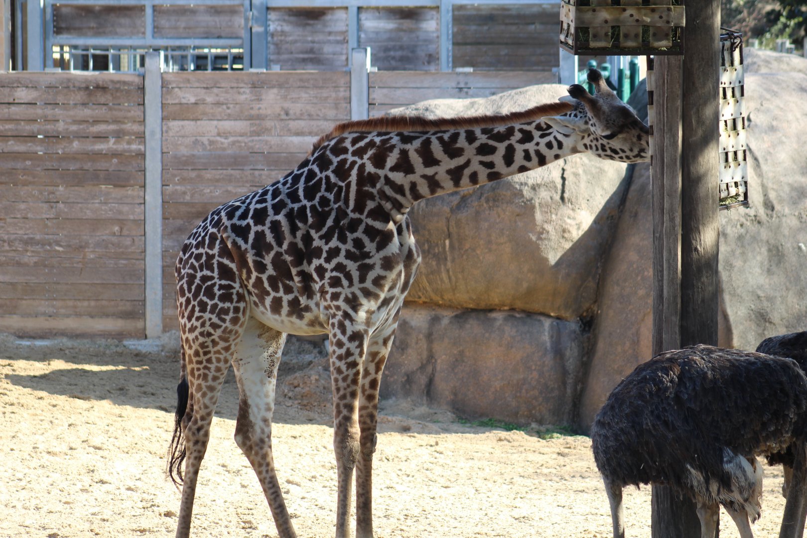 Masai Giraffe