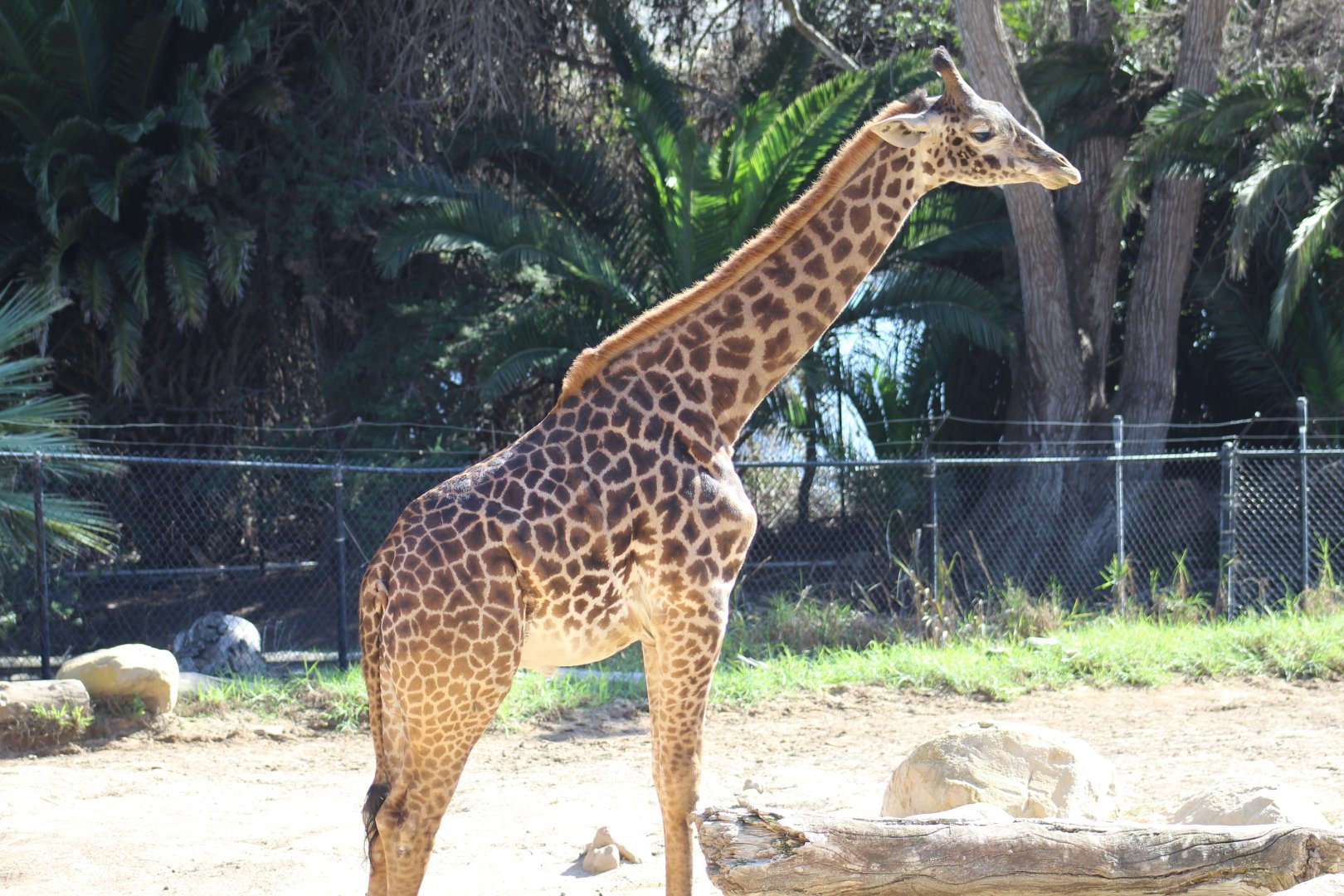 Masai Giraffe