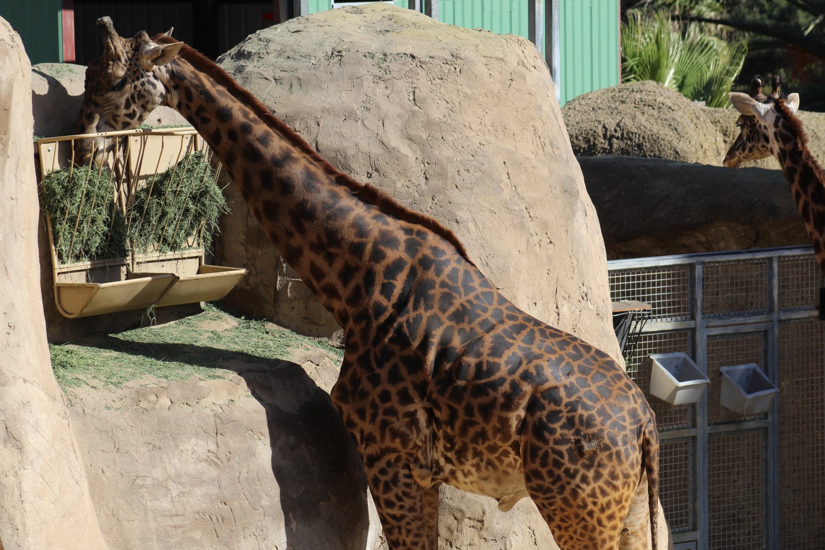 Masai Giraffe