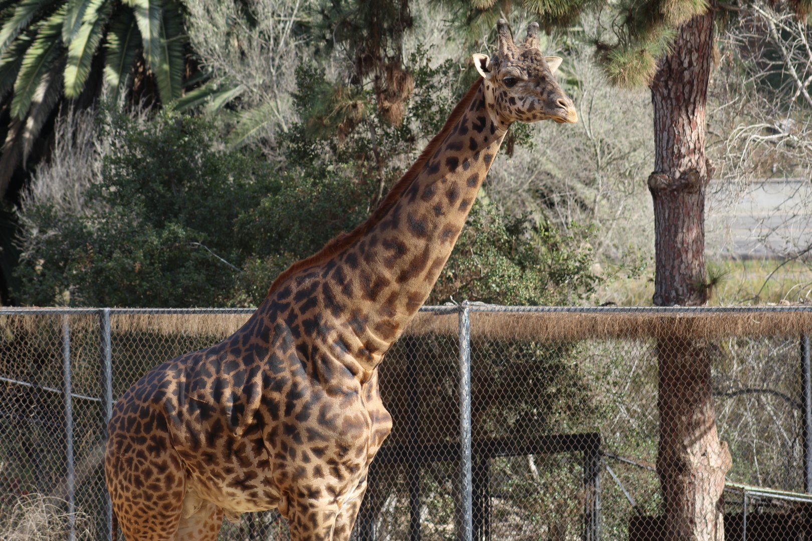 Masai Giraffe