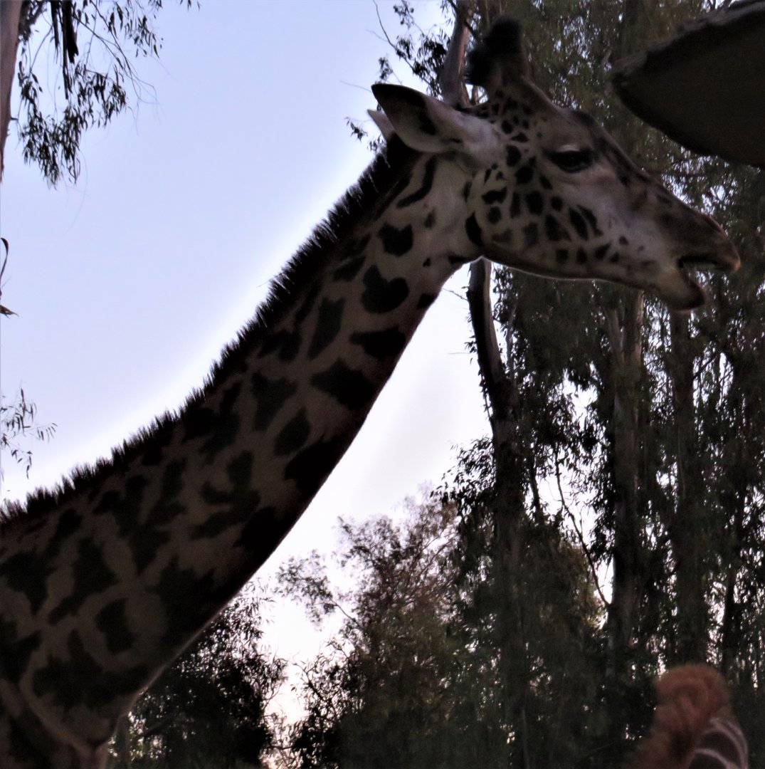 Masai giraffe