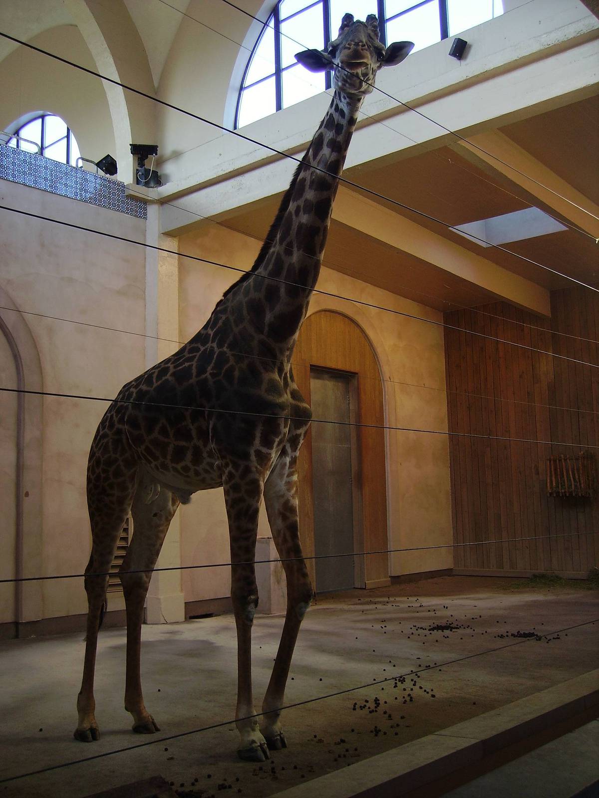 Masai Giraffe