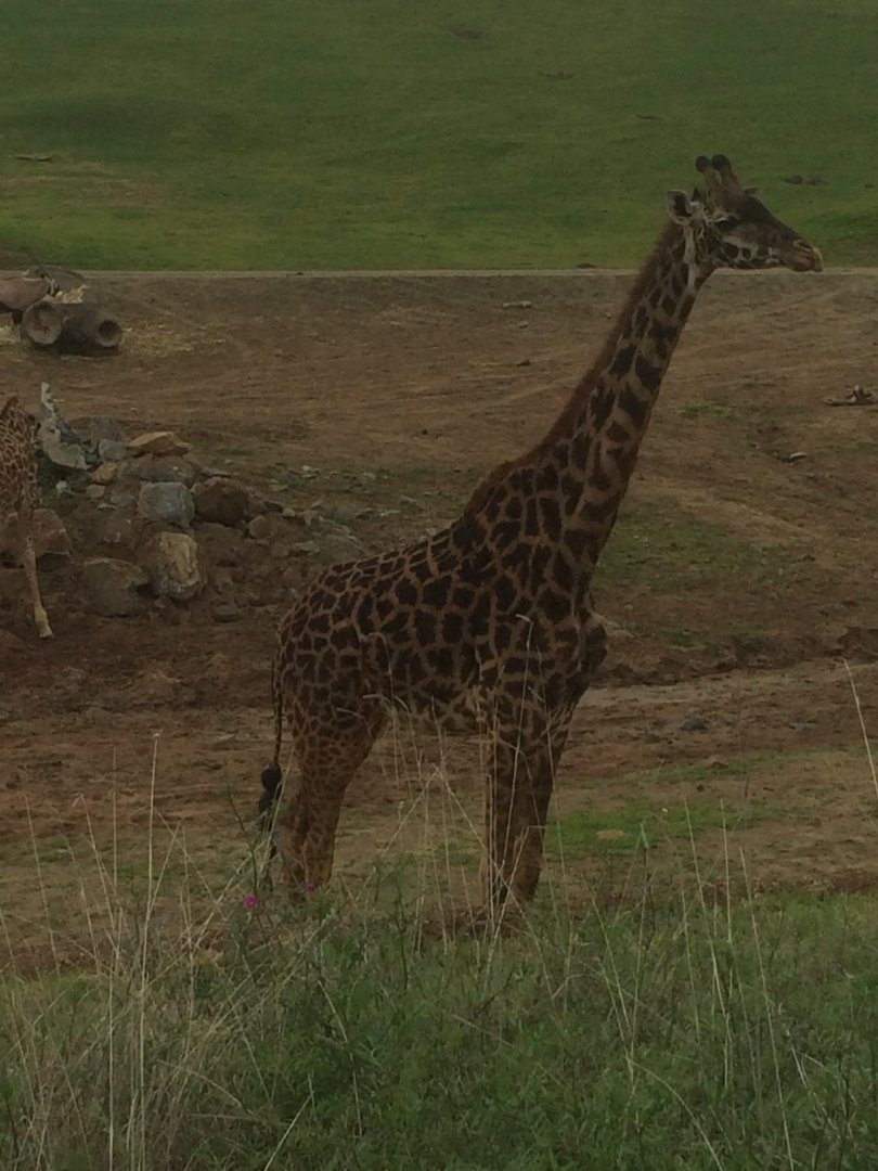 Masai Giraffe