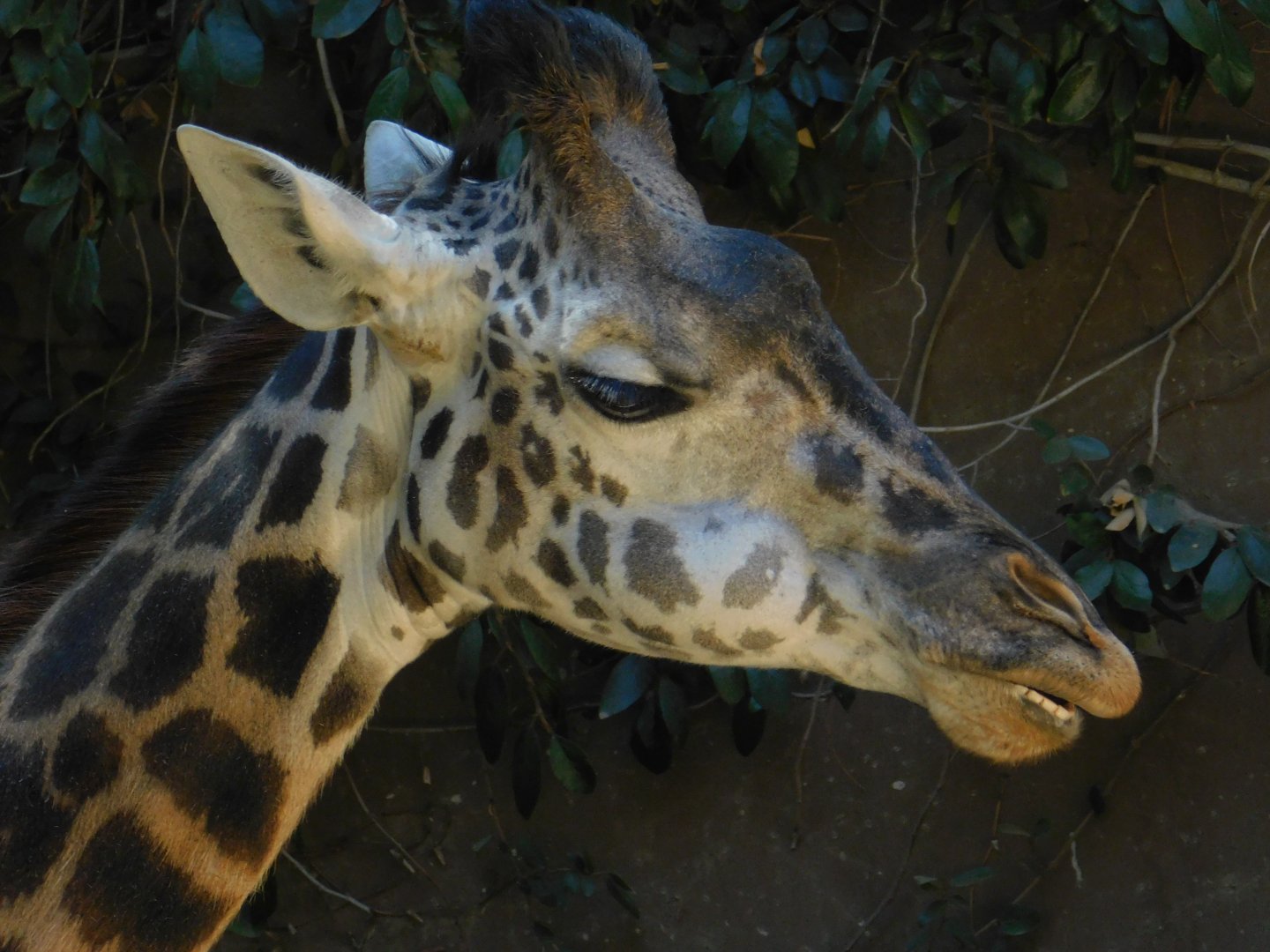 Masai Giraffe