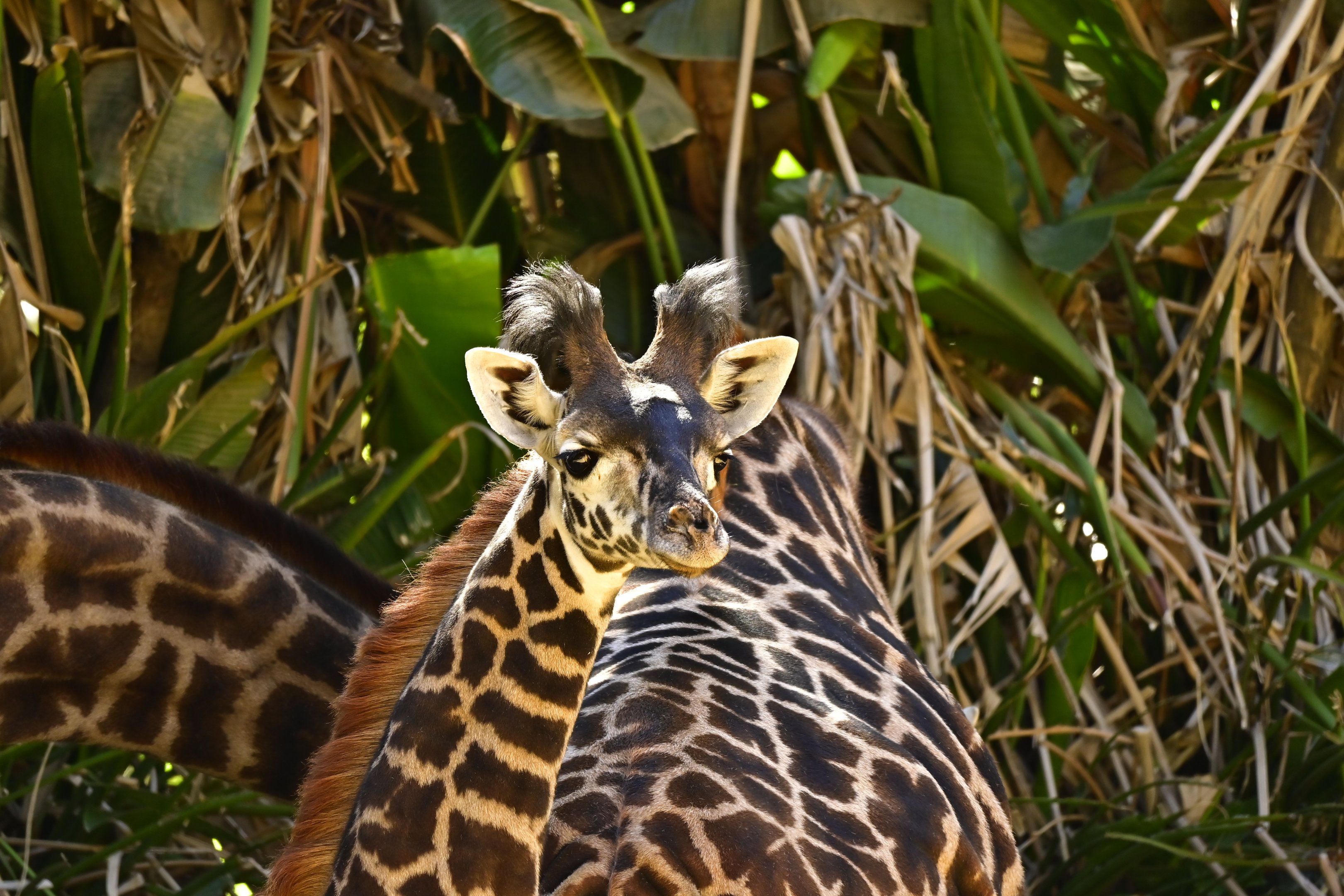 Masai Giraffe