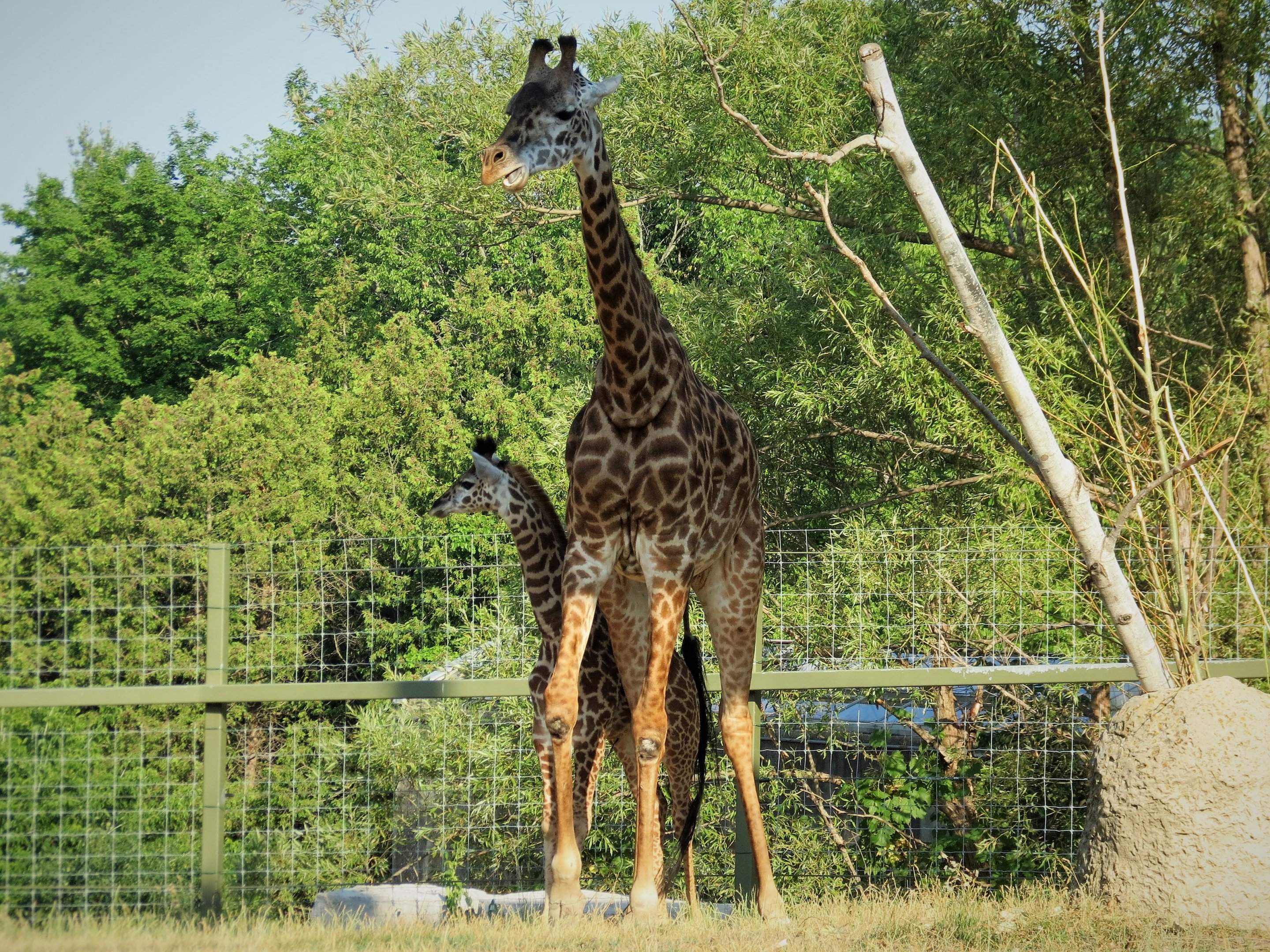 Masai Giraffe