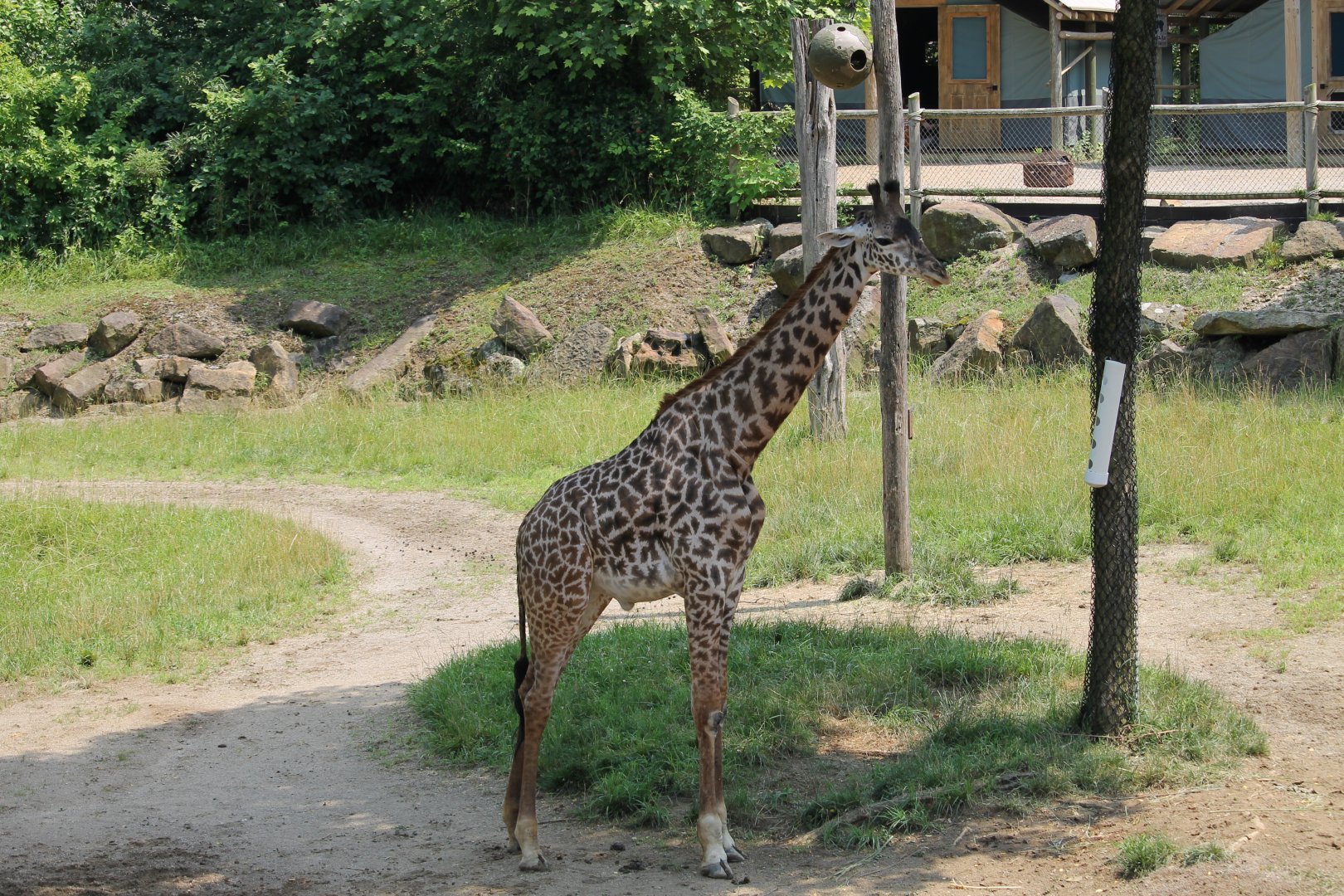 Masai giraffe