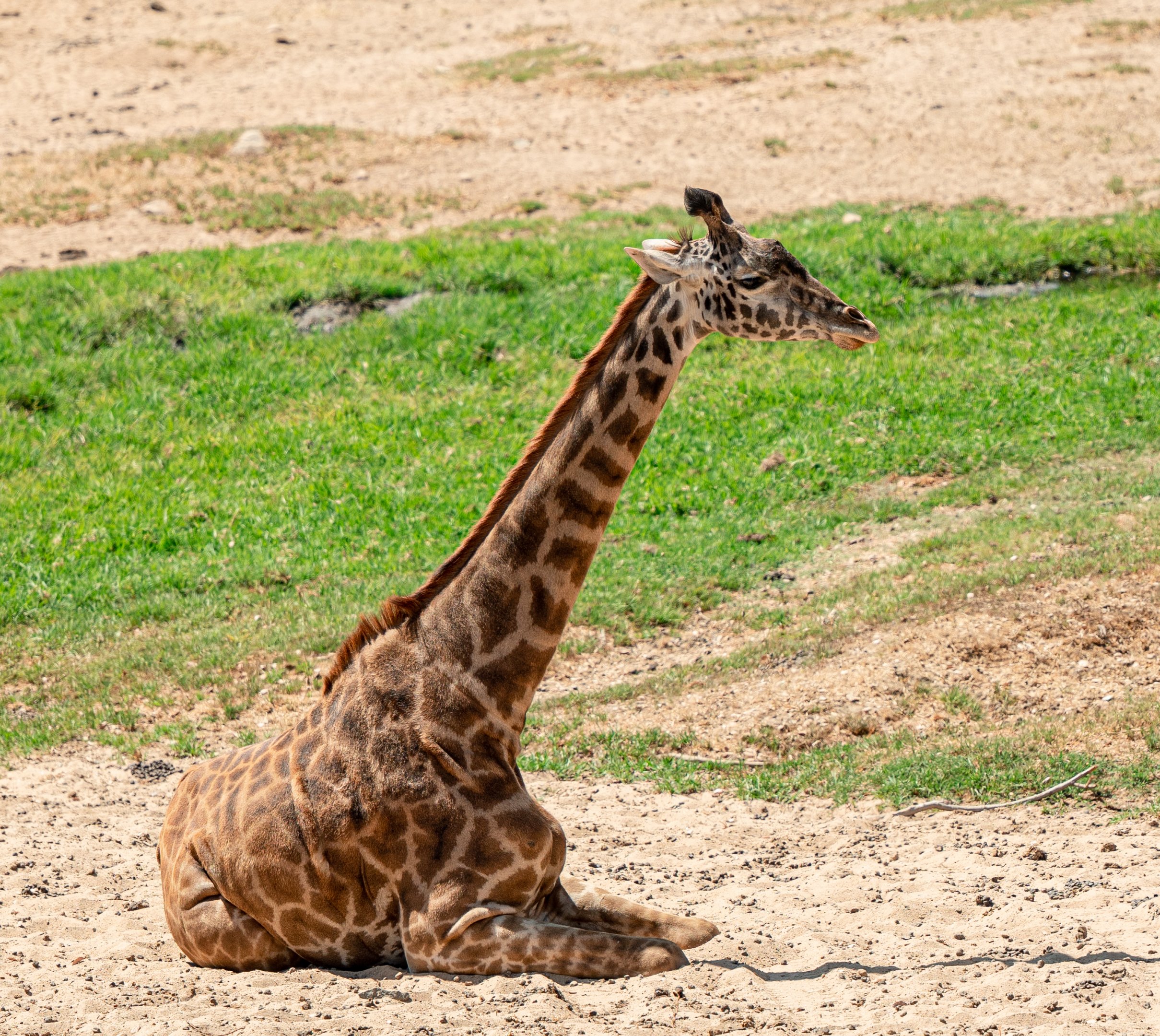 Masai Giraffe