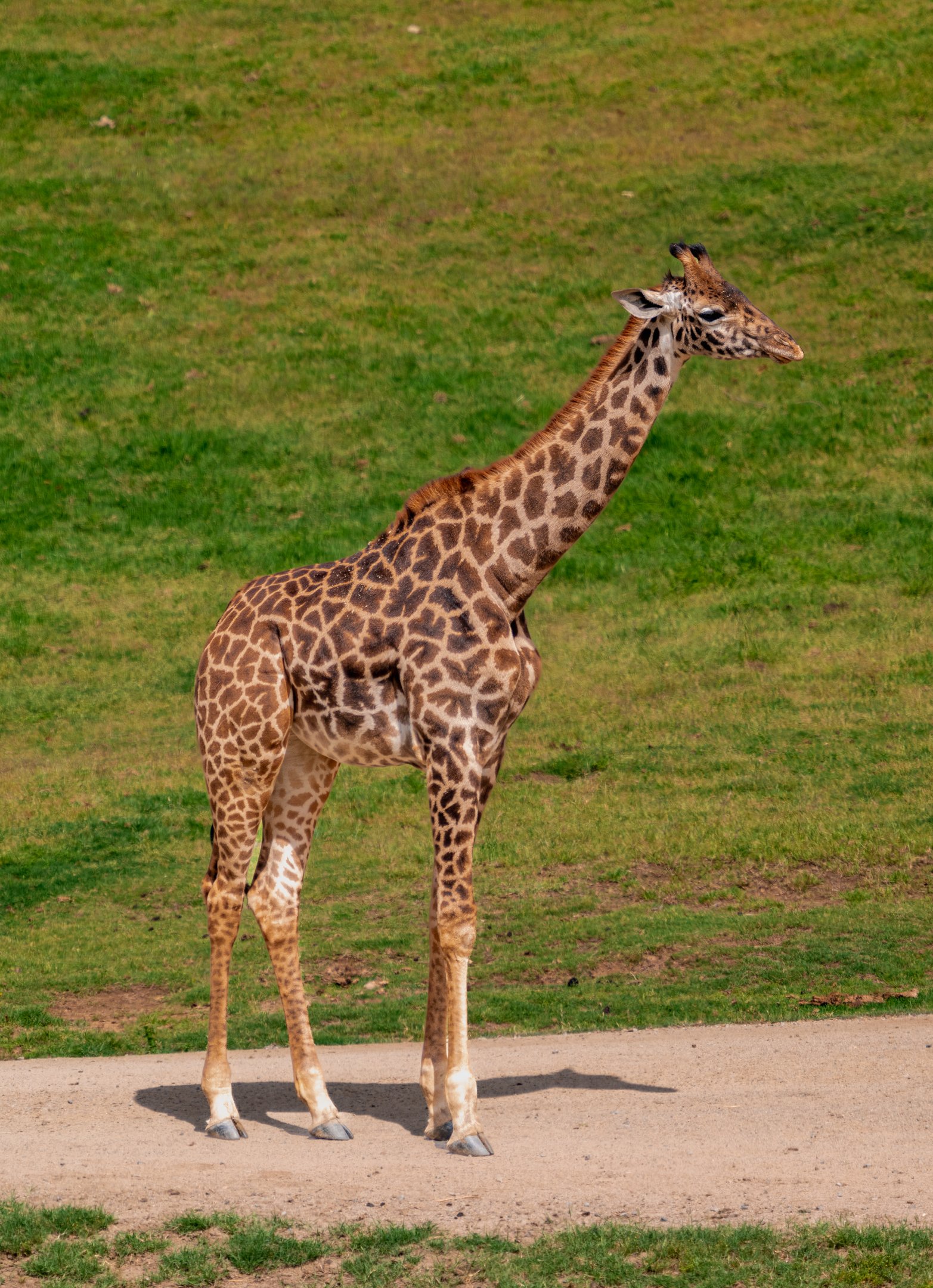 Masai Giraffe