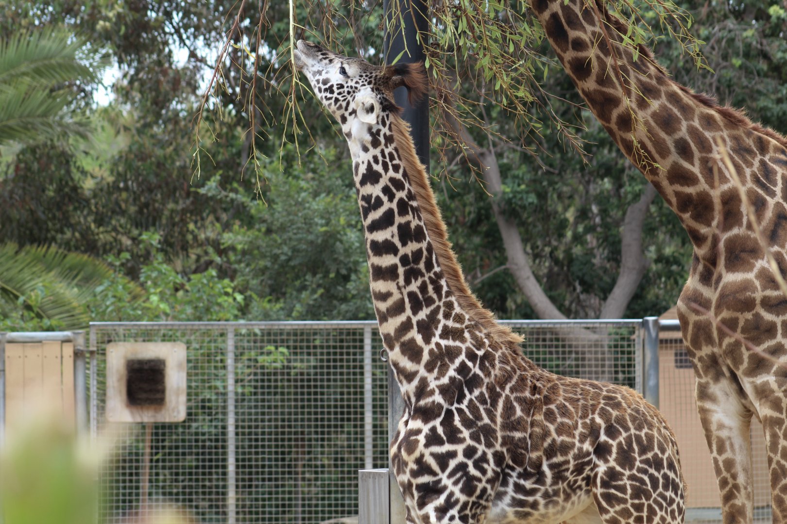 Masai Giraffe