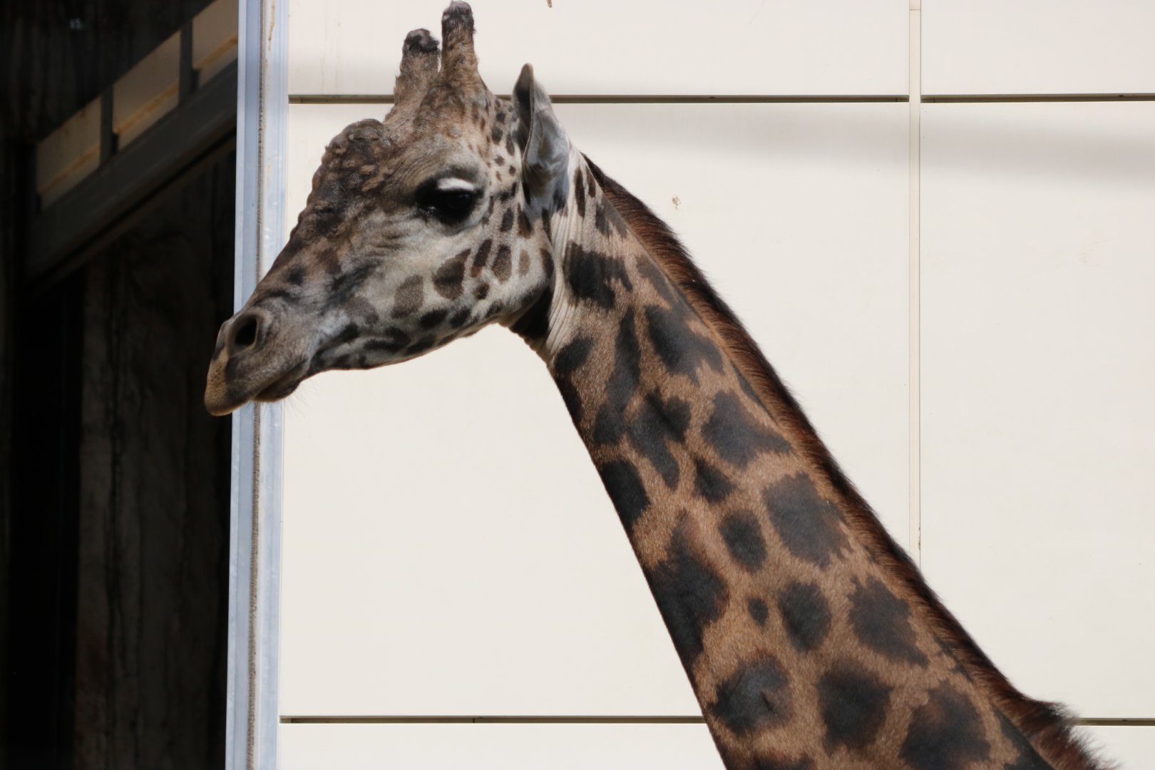 Masai Giraffe