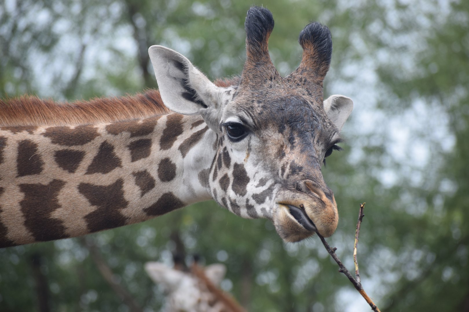Masai Giraffe