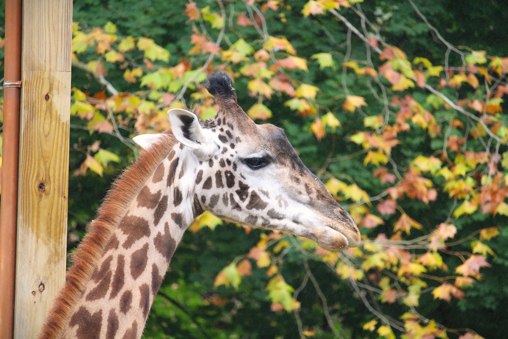 Masai Giraffe