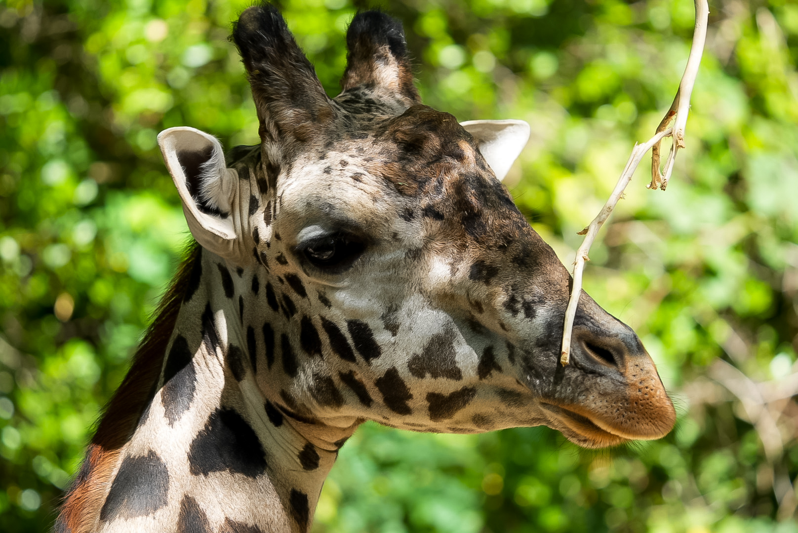 Masai Giraffe