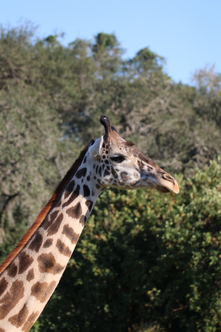 Masai giraffe