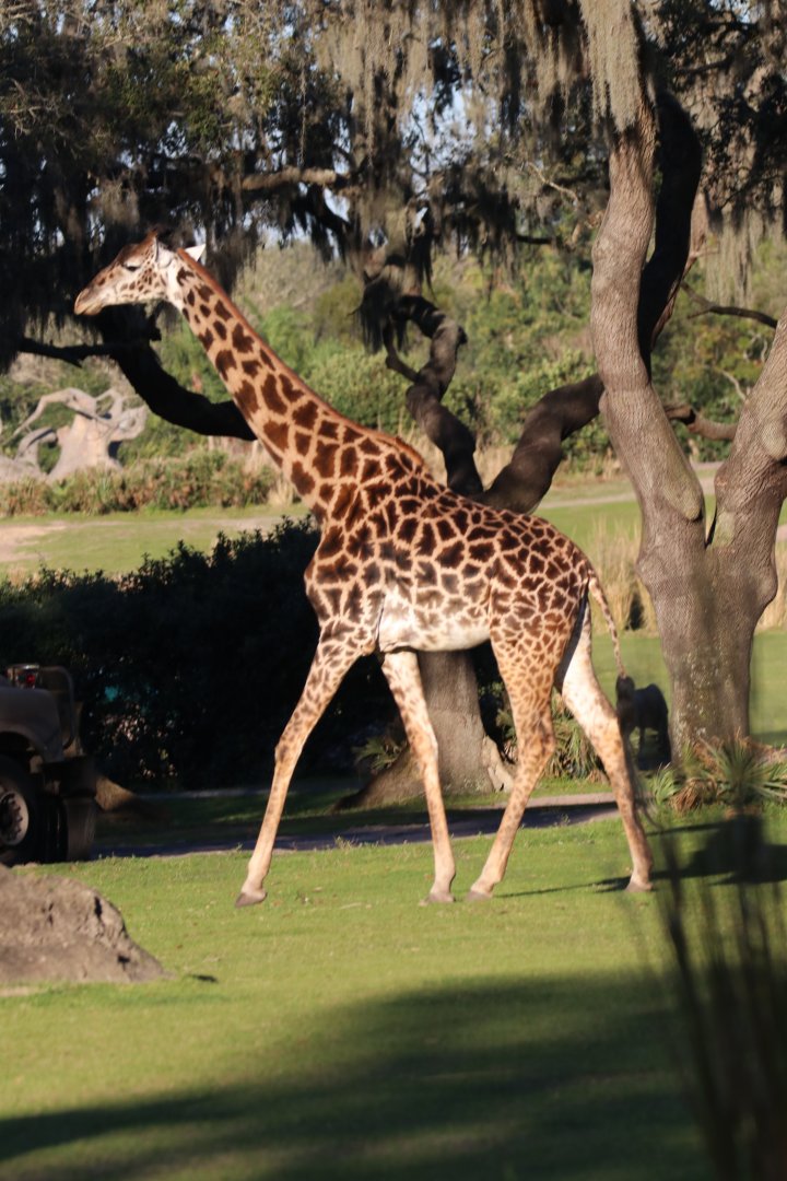 Masai giraffe
