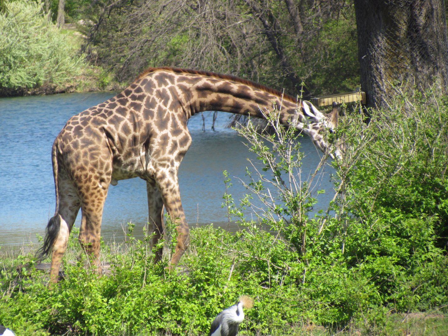 Masai Giraffe