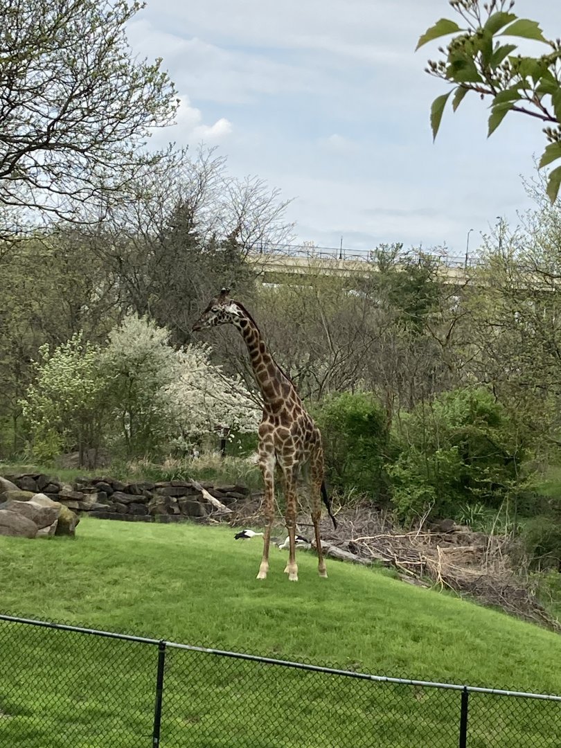 Masai Giraffe