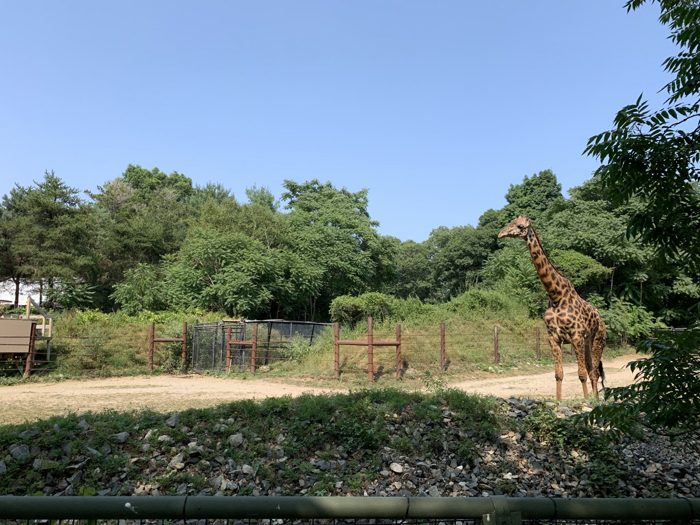 Masai Giraffe